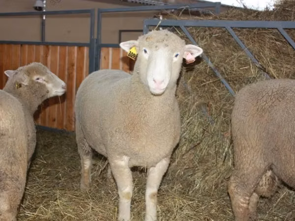 雄羊, Dorset horn sheep