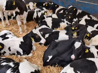 Buqa, Simmental cattle — 5-rasm