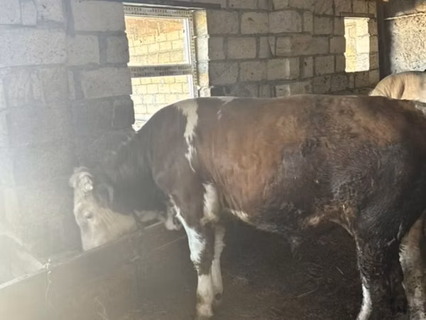 Toro, Simmental cattle