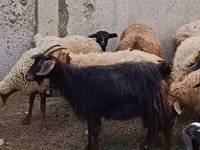 თხა, თხები — ფოტო 2