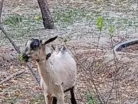 Cabro, Cabras — foto 2