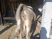 Krava, Simmental cattle — foto 2
