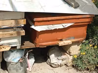 Arıçılıq üçün taxta arı pətəyi - Material: qalın taxta, ön hissədə — foto 1