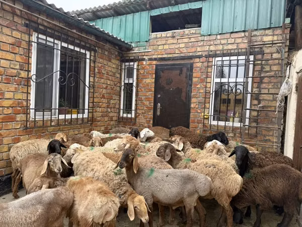Widder, Rhon sheep