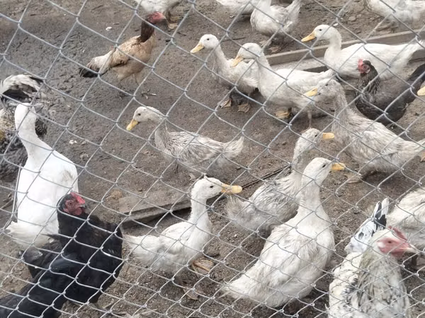 Ducks