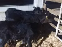 Toro, Vaca Limousin — foto 2