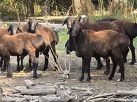 Baran, Blackheaded Persian sheep — zdjęcie 1