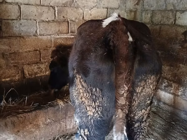 İnek, Sığır