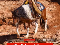 Айғыр, Pinto horses — 1-сурет