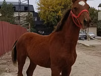 குதிரை, Budyonny horse — புகைப்படம் 2