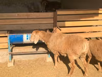 母羊, Arashan sheep — 照片 4