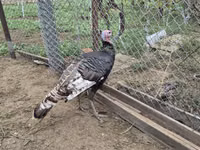 Turkeys — 写真 2