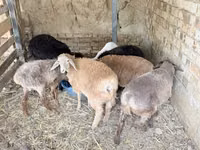 公羊, Sheep — 照片 2