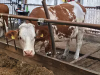 Bull, Simmental cattle — photo 4