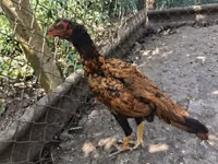 Chickens — foto 4