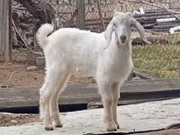 تيس, Damask goat — الصورة 3