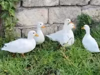 Ducks — Foto 3