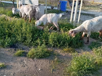 عنزة, الماعز — الصورة 6