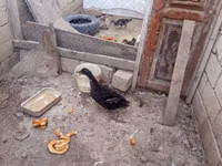 Ducks — Foto 1