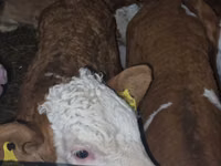 Bovinos (lote, sexo no especificado), Simmental cattle — foto 4