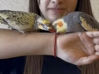 Nimfa (Cockatiel) cütü və qəfəs dəsti Məhsulun təsviri: - İki ədəd — الصورة 5