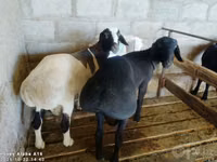 Bélier, Moutons — photo 1