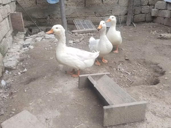 Alman Pekin