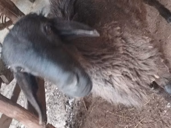 ஆண் ஆடு, ஆடுகள்