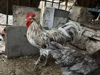 Australorp — photo 3