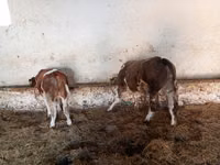 Buğa, Simmental cattle — foto 4