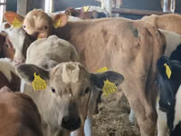 牛（ロット、性別未指定）, Simmental cattle — 写真 4