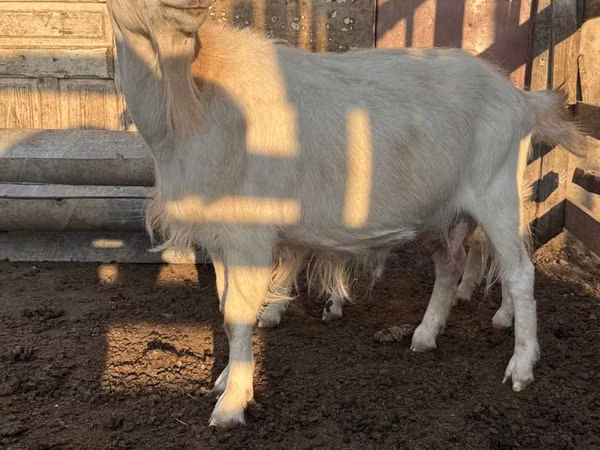 Echki, Saanen goat