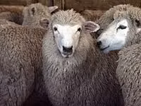 Brebis, Moutons — photo 2