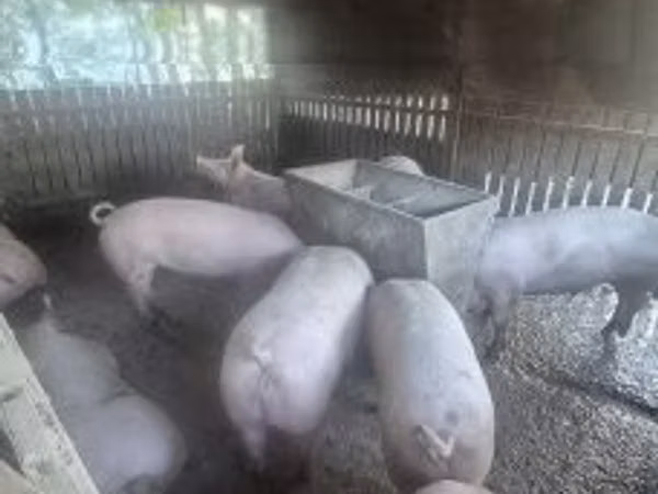 Sow, Pigs