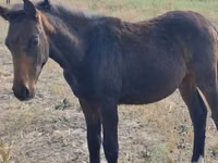 حصان, Thoroughbred horse — الصورة 1