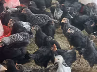 Chickens — zdjęcie 3