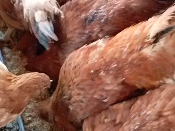 Chickens