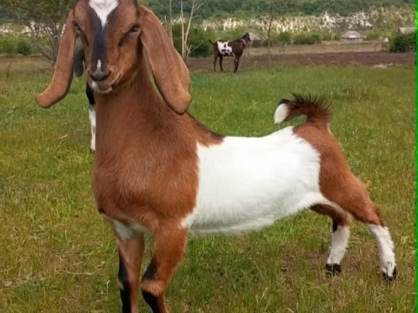 ஆண் வெள்ளாடு, Nubian Goat