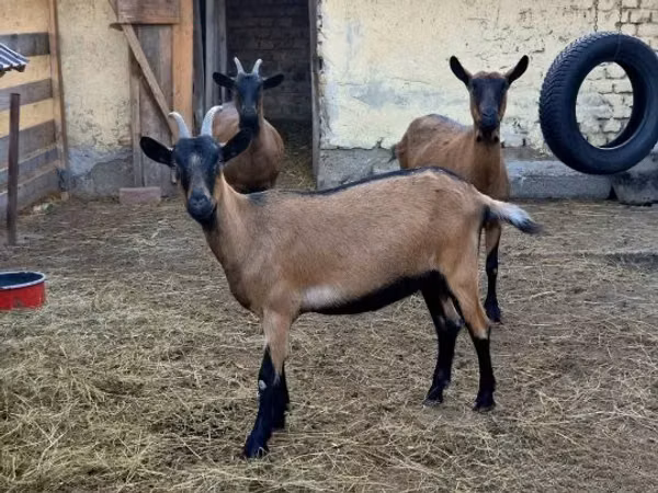 Koza, Alpine goat