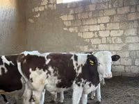 Skot (série, pohlaví neuvedeno), Simmental cattle — foto 2