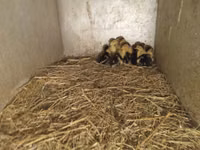 Ducks — zdjęcie 1