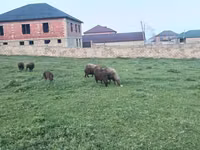 Owca, Owce — zdjęcie 3
