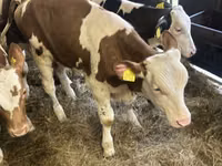 İribuynuzlu mal-qara (partiya, cinsi göstərilməyib), Simmental cattle — foto 7