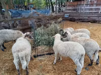 Ram, Sheep — photo 4