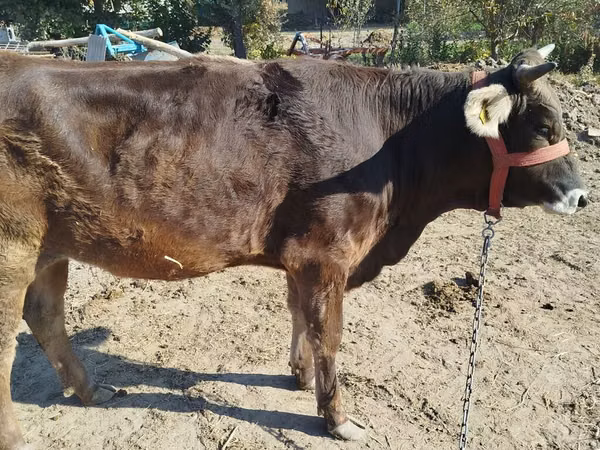 母牛, Swiss cattle