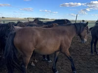 Égua, Kazakh horse — foto 1