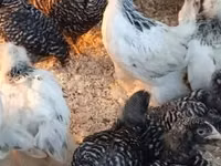 Brahma — foto 5