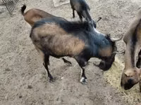 Kozioł, Kozy — zdjęcie 2