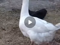 Geese — Foto 1
