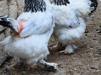 Brahma — foto 3